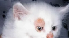 Дерматитис во мачки: не е само во кожата